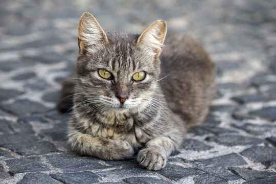 Felidae (Felis catus), Madeira Island, ortugal