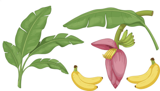 Banana Plant Illustration Set Featuring Large Tropical Leaves, Banana Flower Blossom, Growing Banana Bunches, and Detailed Botanical Fruit Elements