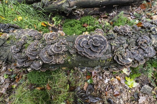 Butterfly tramete (Trametes versicolor), Emsland, Lower Saxony, Germany