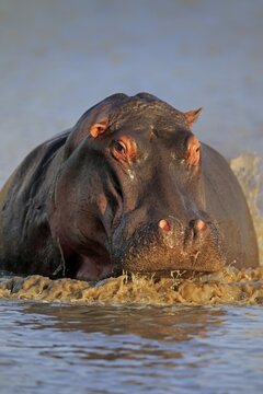 Hippopotamus (Hippopatamus amphibius), adult, in water, portrait, Sabi Sand Game Reserve, Kruger National Park, South Africa