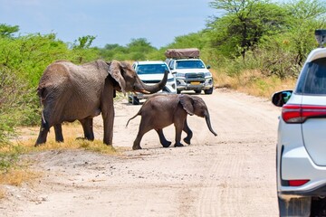 Elephant family crossing the road in Etosha National Park, Namibia, Africa © Tunatura