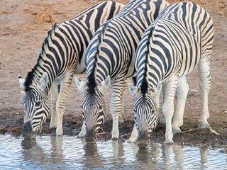 Fototapeta premium Herd of zebras on Etosha National Park, Namibia , Africa