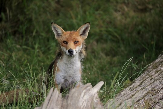 Red fox (Vulpes vulpes), adult, alert, portrait, Surrey, England, Great Britain