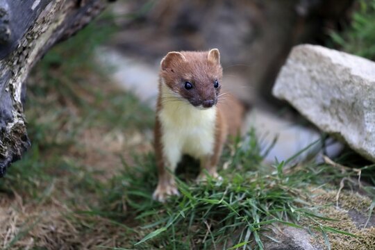 Ermine (Mustela erminea), Greater Weasel, stoat, adult, alert, Surrey, England, Great Britain