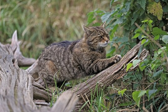 European wildcat (Felis silvestris), adult, on tree trunk, sharpening claws, alert, Surrey, England, Great Britain
