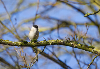 Fototapeta premium Marsh tit from the front, sweet look of the marsh tit, shiny plumage of the marsh tit, bare branches, sunny day, Poecile palustris