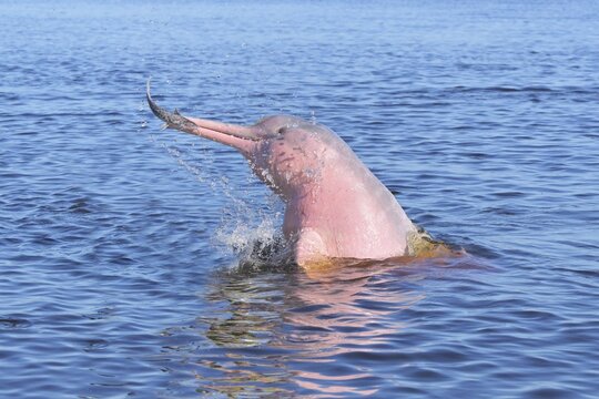 Hunting Amazon River Dolphin or Pink Amazon Dolphin (Inia geoffrensis), Rio Negro, Manaus, Amazonia State, Brazil