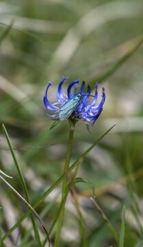 Green forester (Adscita statices), butterfly of the year 2023, Bavaria, Germany