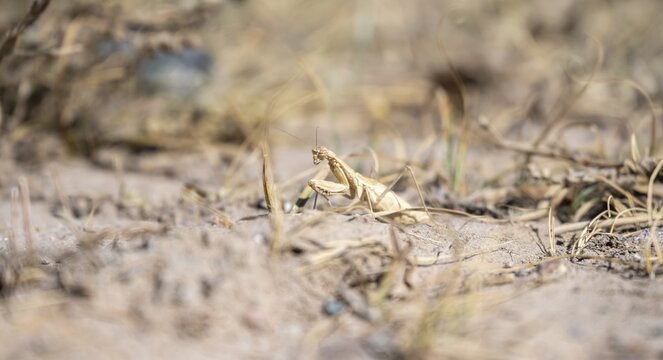 Praying mantis in dry grass, Chuy Province, Kyrgyzstan