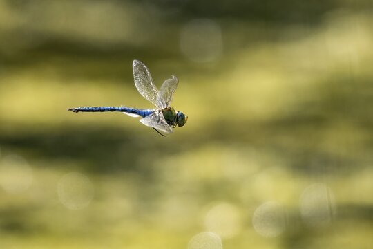 Emperor dragonfly (Anax imperator) in flight, Hesse, Germany
