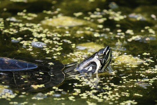 Red-eared slider (Trachemys scripta elegans), swimming in water, Hesse, Germany