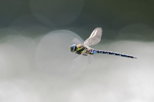 Flying migrant hawker (Aeshna mixta), Hesse, Germany