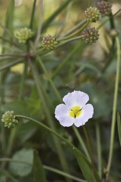 Hedgehog leek (Baldella ranunculoides), Emsland, Lower Saxony, Germany