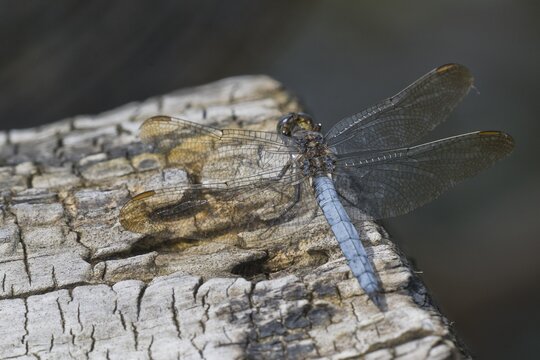 Lesser blue arrow (Orthretum coerulescens), Emsland, Lower Saxony, Germany
