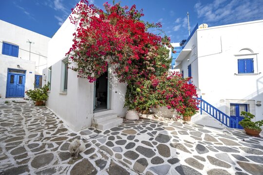 White Cycladic houses with red bougainvillea, narrow streets of Parikia, Parikia, Paros, Cyclades, Greece