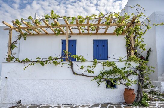 White Cycladic houses with climbing vine, narrow streets of Parikia, Parikia, Paros, Cyclades, Greece
