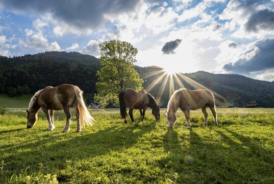 Haflinger horses (Equus ferus caballus) grazing in a pasture, Neuhaus, Bavaria, Germany