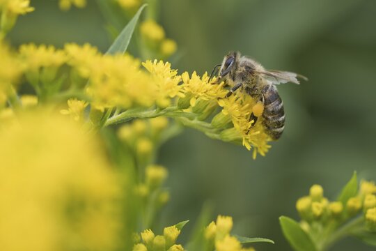 Honey bee (Apis mellifera) on goldenrod (Solidago canadensis), Emsland, Lower Saxony, Germany