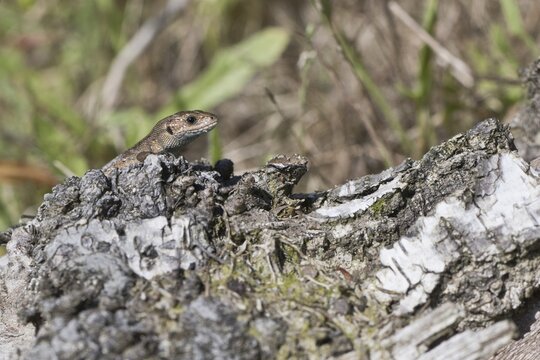 Viviparous lizard (Lacerta vivipara), Emsland, Lower Saxony, Germany