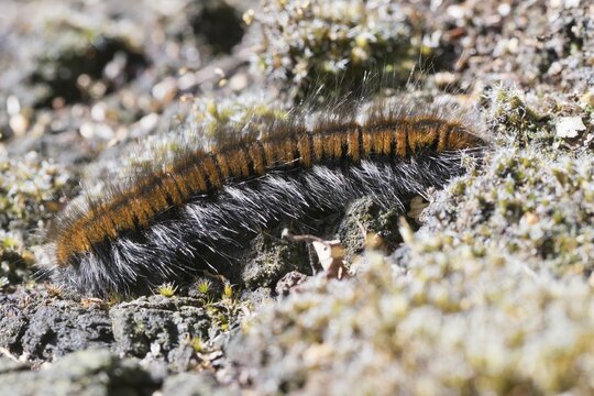 Caterpillar of the fox moth (Macrothylacia rubi), Emsland, Lower Saxony, Germany