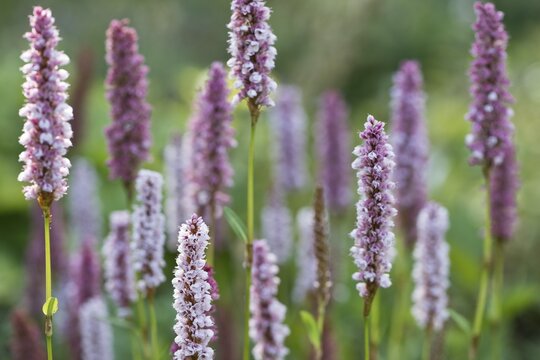 Meadow bistort (Bistorta officinalis), meadow knotweed, Emsland, Lower Saxony, Germany