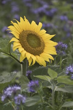 Sunflower (Helianthus annuus) and scorpion-weed (Phacelia), Emsland, Lower Saxony, Germany