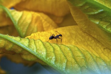 Ant (Formicidae) sitting on zuchini flower, Baden-Württemberg, Germany