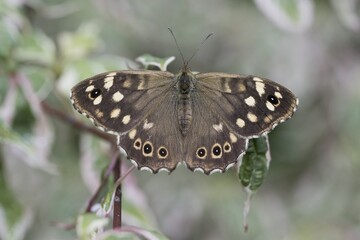 Speckled wood (Pararge aegeria), Emsland, Lower Saxony, Germany