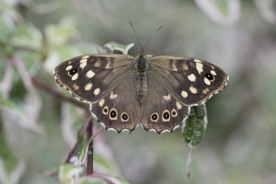 Speckled wood (Pararge aegeria), Emsland, Lower Saxony, Germany
