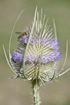 Common spring hoverfly (Eupeodes corollae) on cardoon (Dipsacus sylvestris), Emsland, Lower Saxony, Germany