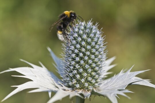 Large ground bumblebee (Bombus magnus flavoscutellaris) on man litter (Eryngium giganteum), Emsland, Lower Saxony, Germany