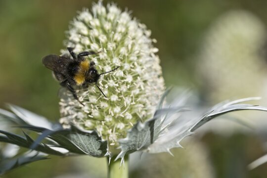 Forest cuckoo bumblebee (Fernaldaepsithycus sylvestris) on man litter (Eryngium giganteum), Emsland, Lower Saxony, Germany