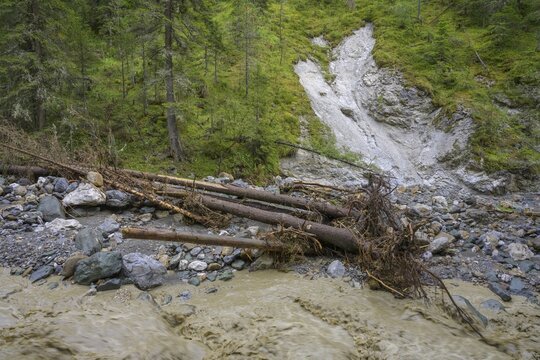 Uprooted trees after a flood, Krems in K&auml;rnten, Carinthia, Austria