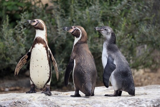 Humboldt penguin (Spheniscus humboldti), Humboldt penguin, adult, semi-adult juvenile, family, three, begging, on land, on rocks, captive, South America