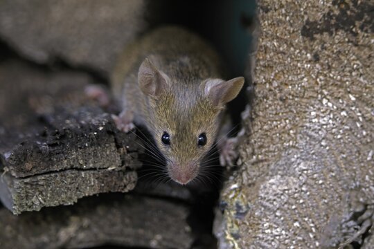 House mouse (Mus musculus), adult, looking out of wood pile, alert, curious, Ellerstadt, Rhineland-Palatinate, Germany