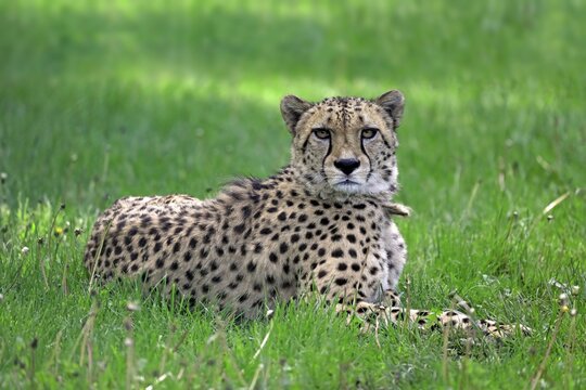 Cheetah (Acinonyx jubatus), adult, alert, prone, captive