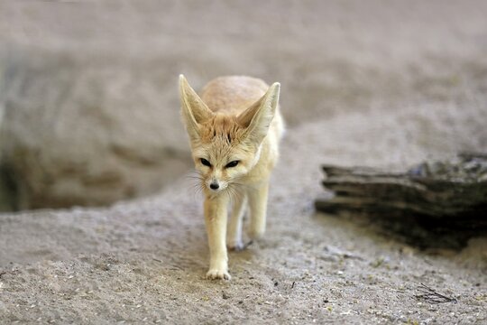 Fennek, fennec fox (Vulpes zerda), adult, running, captive, North Africa