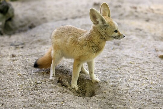 Fennek, fennec fox (Vulpes zerda), adult, alert, foraging, captive, North Africa