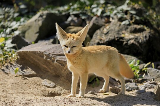Fennek, fennec fox (Vulpes zerda), adult, alert, captive, North Africa