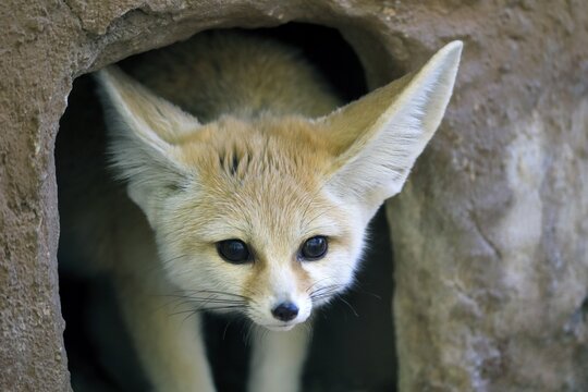 Fennek, fennec fox (Vulpes zerda), adult, alert, portrait, looking out of burrow, captive, North Africa