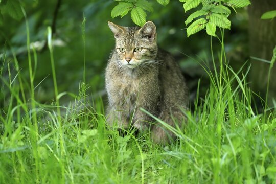 European wildcat (Felis silvestris), forest cat, adult, alert, meadow, capive, Germany