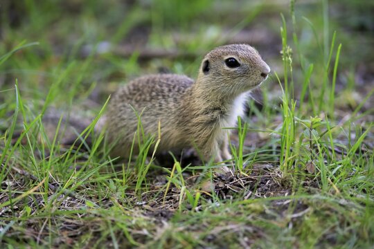 European ground squirrel (Spermophilus citellus), adult, alert, meadow, captive, Germany