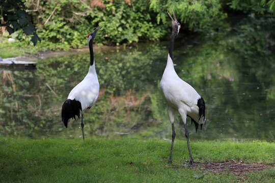 Red-crowned crane (Grus japonensis), adult, pair, bazing, captive, China