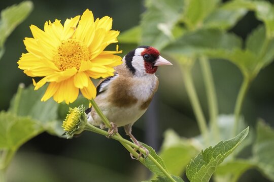 European goldfinch (Carduelis carduelis), sitting on stem of sunflower (Helenium autumnale), Hesse, Germany