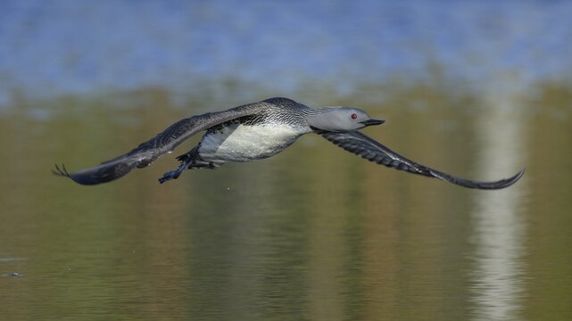 Red-throated diver (Gavia stellata), in flight over a bog lake, V&auml;rmland, Sweden, Scandinavia