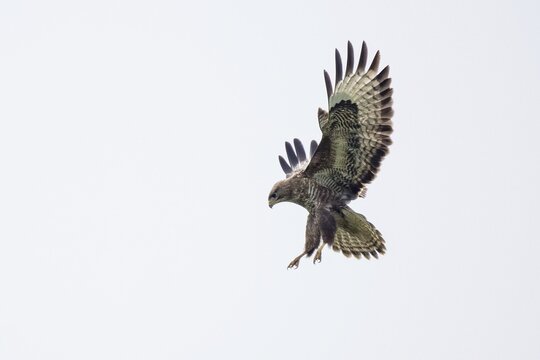 Common steppe buzzard (Buteo buteo) vibrating, Hesse, Germany