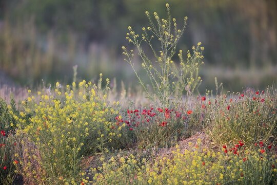 Poppy flowers (Papaver rhoeas) at a gravel pit, Baden-W&uuml;rttemberg, Germany