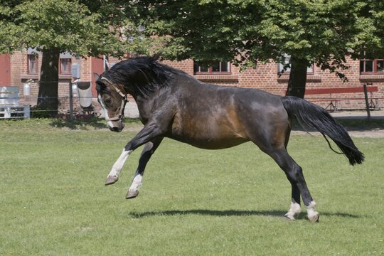 Horse (Equus caballus), jumping exuberantly, Mecklenburg-Western Pomerania, Germany