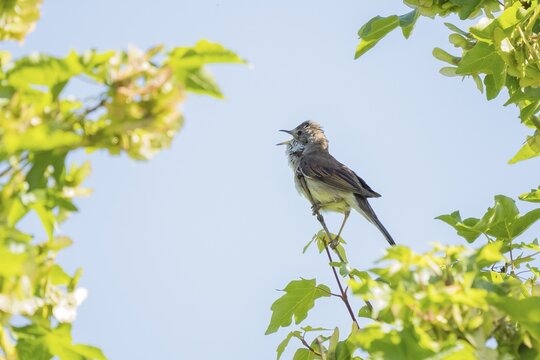Common whitethroat (Sylvia communis), singing, Hesse, Germany