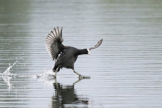 Common coot (Fulica atra) landing on water surface, Hesse, Germany